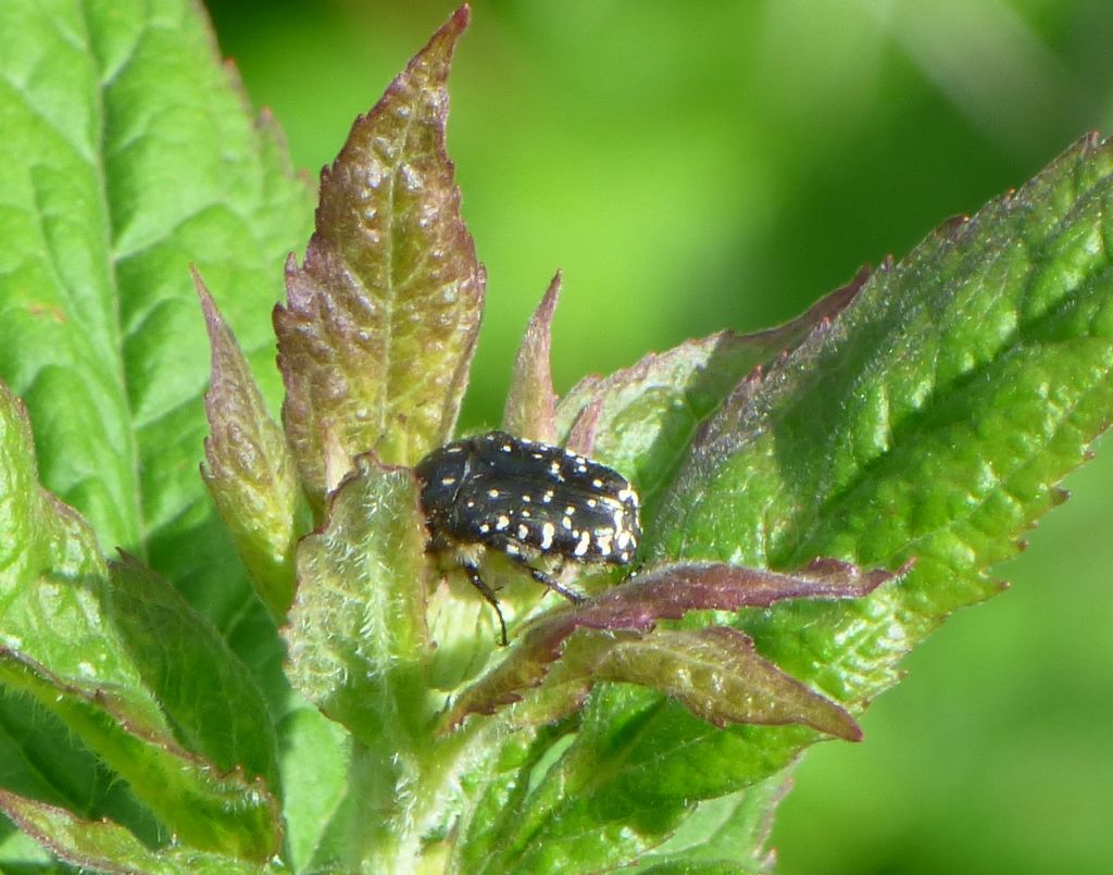 Oxythyrea funesta (Cetoniidae)